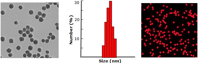 Red fluorescent silica particles, amine function           Cat. No. Si12u-AMRB-1     12 um    0.5 mL