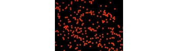 Silica Particles, Cy5 lableled           Cat. No. Si1u-S5-1     1 um    0.5 mL