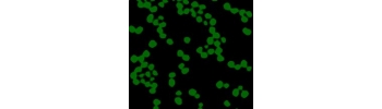 Silica Particles, aqueous suspension           Cat. No. Si01-200-1     200 nm    1 mL