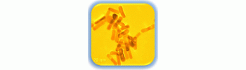 Gold Nanorods, amine functional, SPR peak 720 nm           Cat. No. GR720-AM-1         1 mL