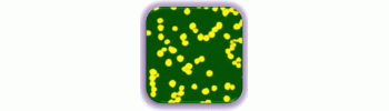 Gold Nanoparticles, Carboxylic Function, 0.05% Au           Cat. No. GP10-CA-1     10 nm    1 mL
