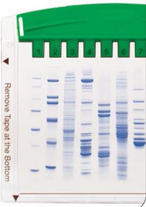 Bio-Rad美国伯乐小垂直电泳槽1658001Mini-PROTEAN Tetra Cell