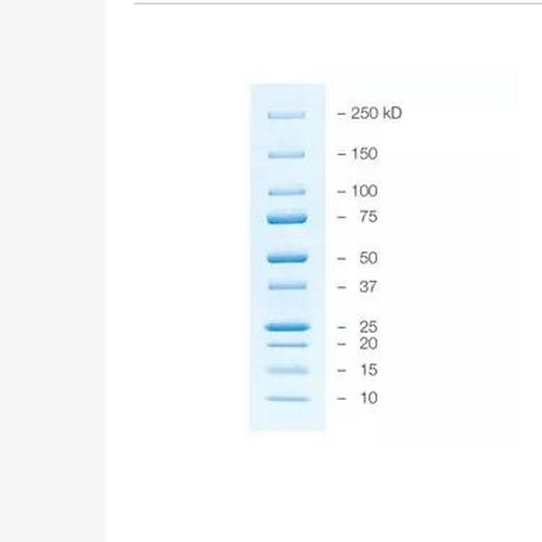 伯乐蓝色预染蛋白marker剂1610373/1610393Precision Plus Protein